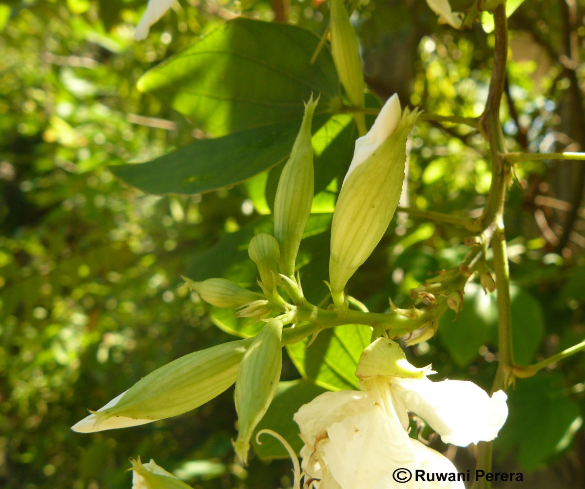 Bauhinia acuminata L.